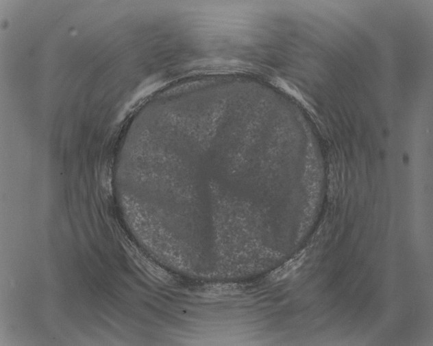 X0000062631451200601181708