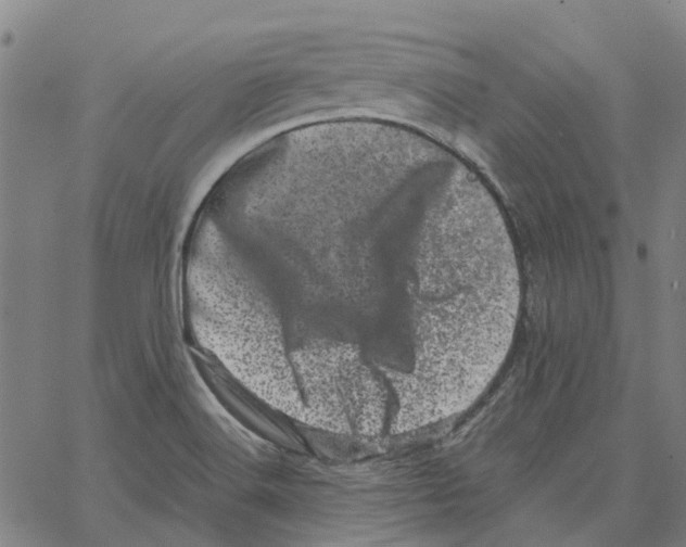 X0000062631516200601181707