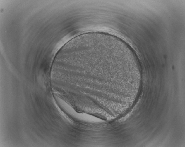 X0000062631521200601181707