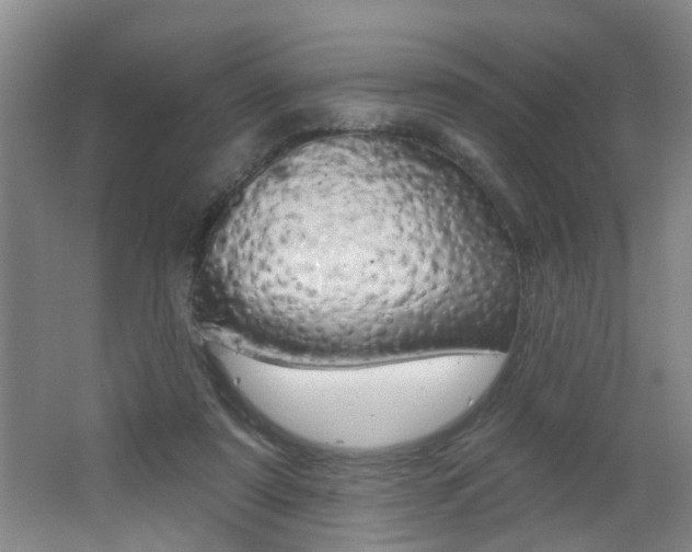 X0000062640307200512211014