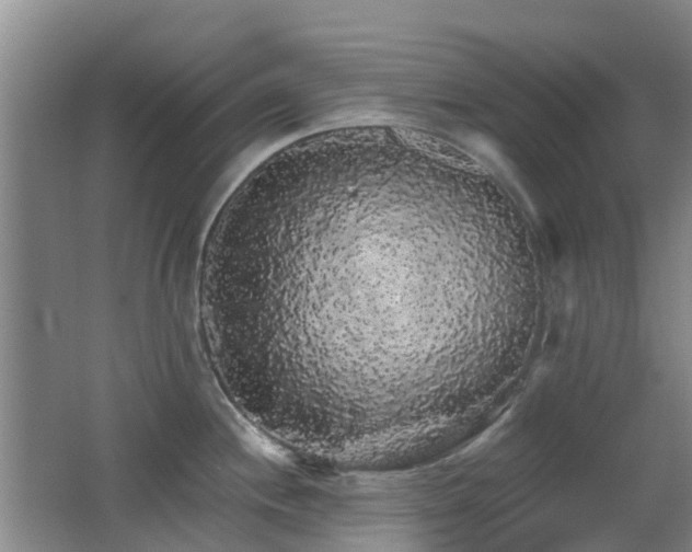 X0000062641244200512211155