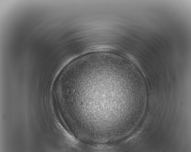 X0000062640835200512231038