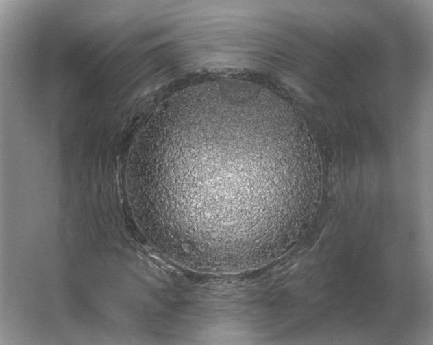 X0000062640917200512281617