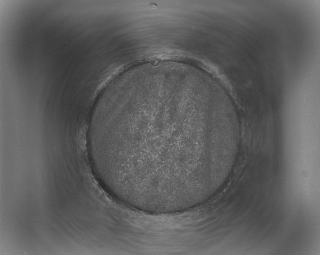 X0000062640010200601041109