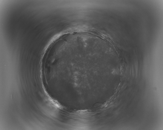 X0000062640054200601041107