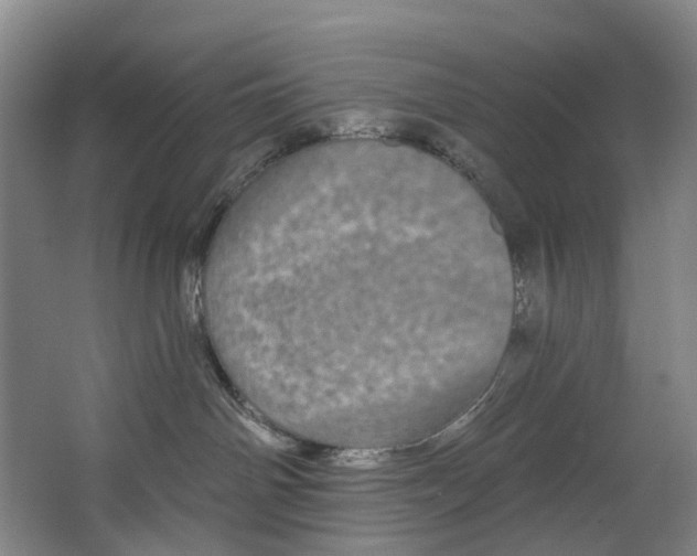 X0000062640142200601041107