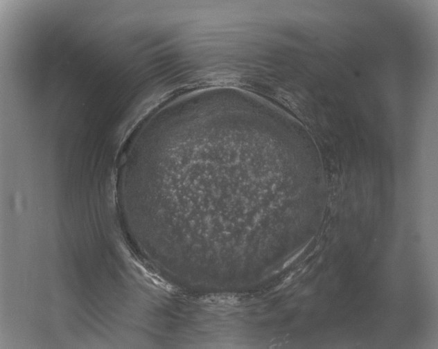 X0000062640194200601041106