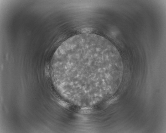 X0000062640240200601041105