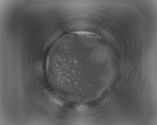 X0000062640258200601041104