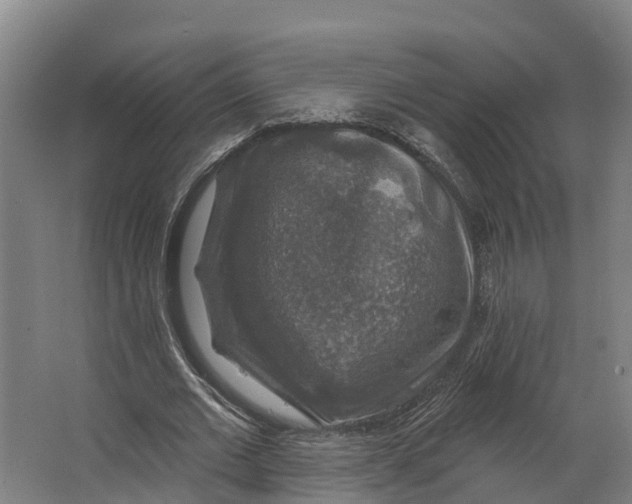 X0000062640677200601041058