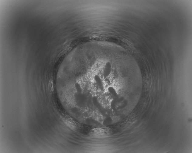 X0000062640703200601041057