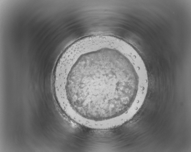 X0000062640856200601041055