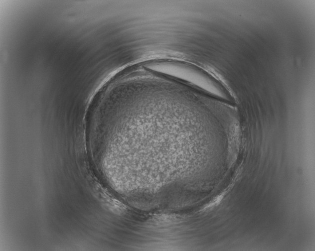 X0000062640877200601041054