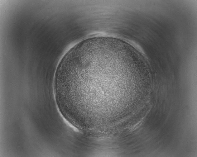 X0000062641247200601041049
