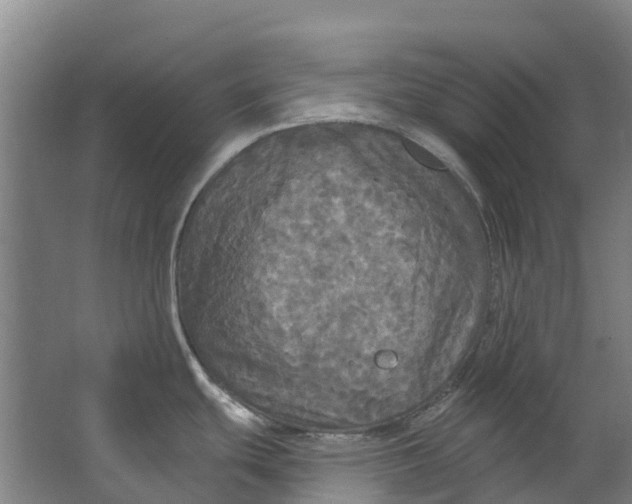 X0000062641439200601041046