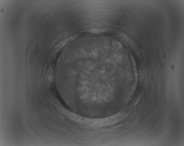 X0000062640043200601111137