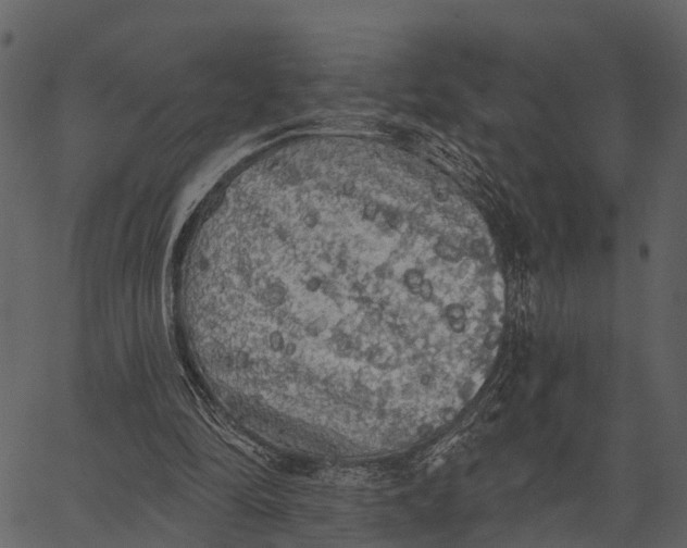 X0000062640294200601111133