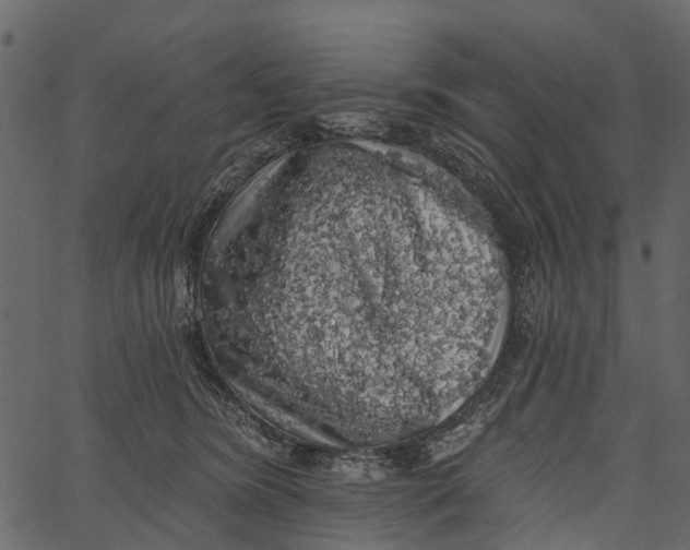 X0000062640420200601111131