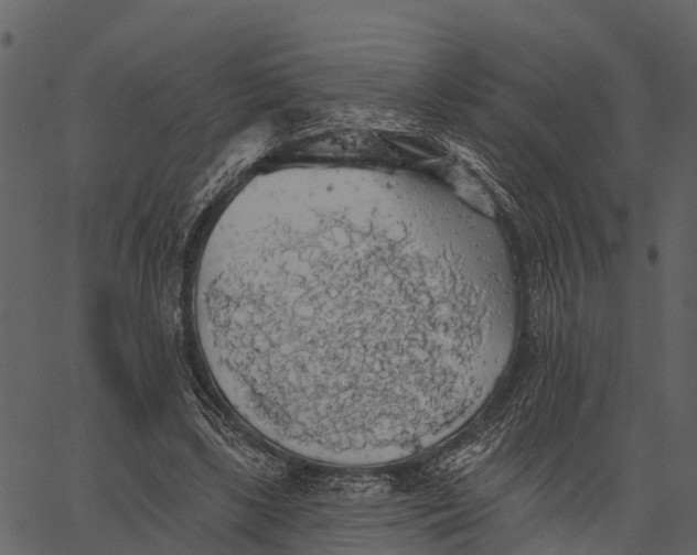 X0000062640443200601111130