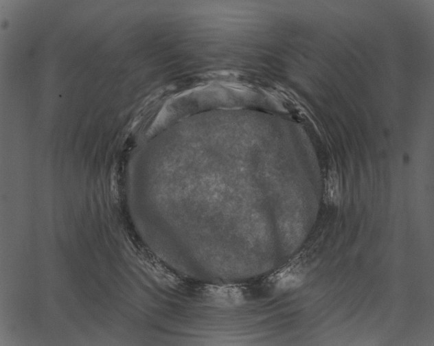 X0000062640520200601111129