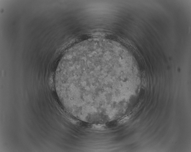 X0000062640573200601111129