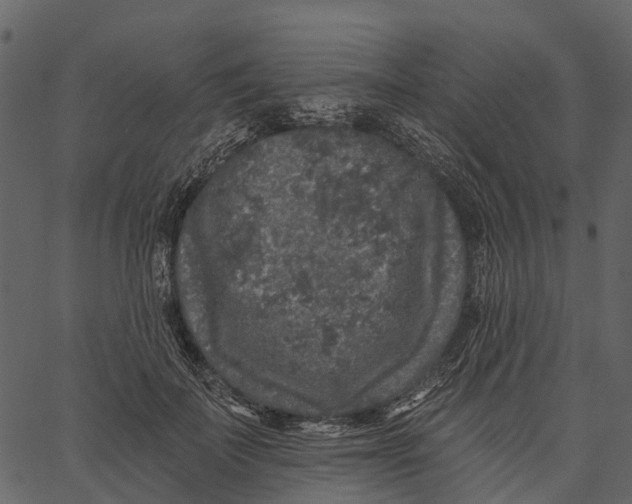 X0000062640699200601111126