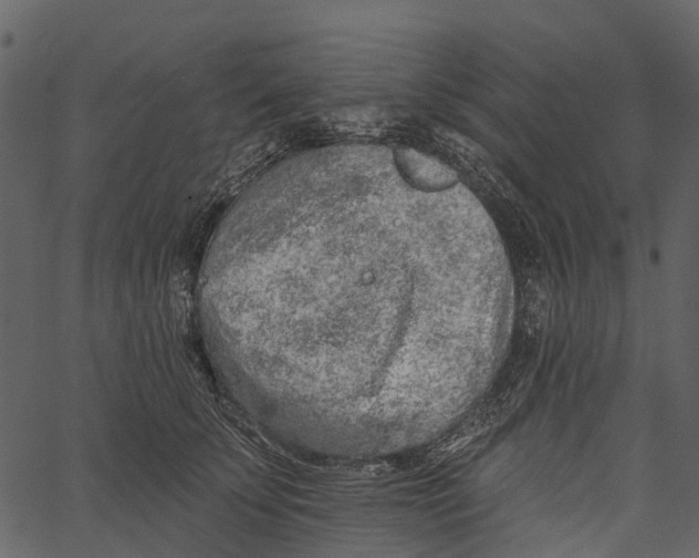 X0000062640707200601111126