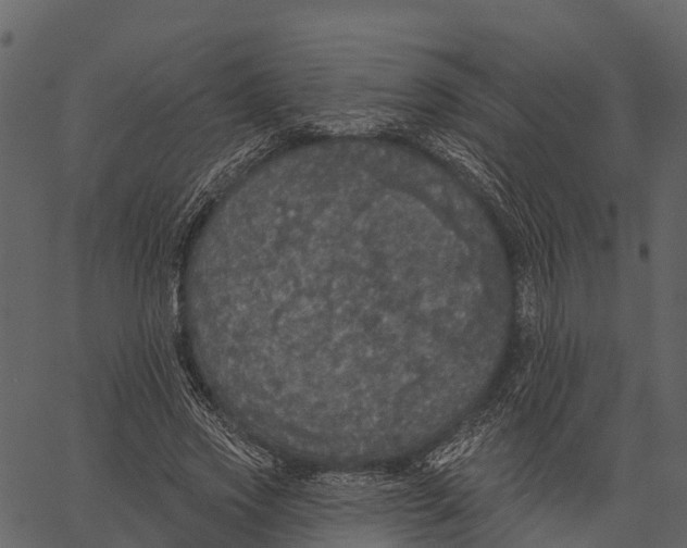 X0000062640733200601111125