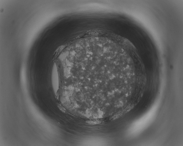 X0000062640765200601111126