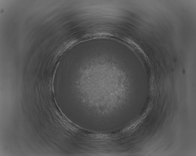 X0000062640785200601111125