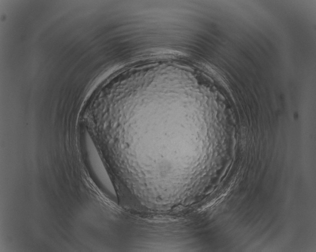 X0000062640835200601111124