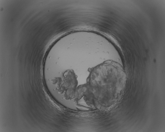 X0000062640839200601111124