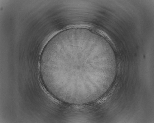 X0000062640852200601111124