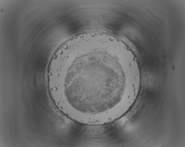 X0000062640856200601111124