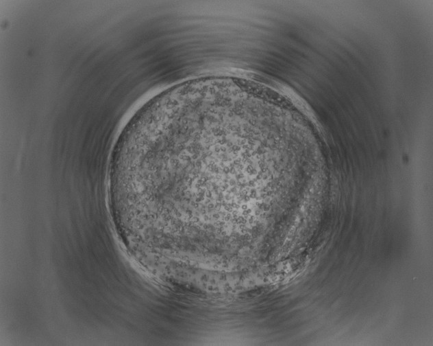 X0000062640955200601111122