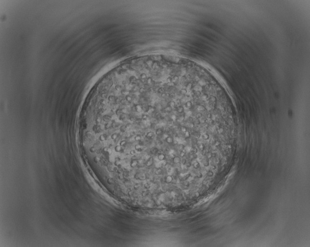 X0000062640957200601111122