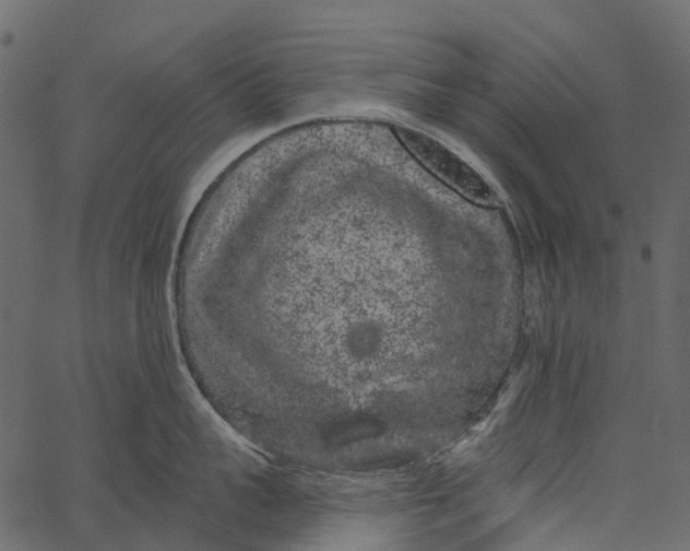 X0000062640959200601111122