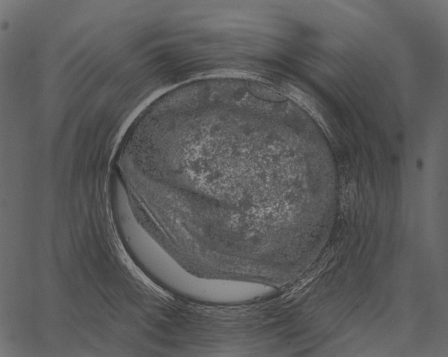 X0000062641092200601111119