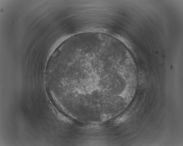 X0000062641094200601111119