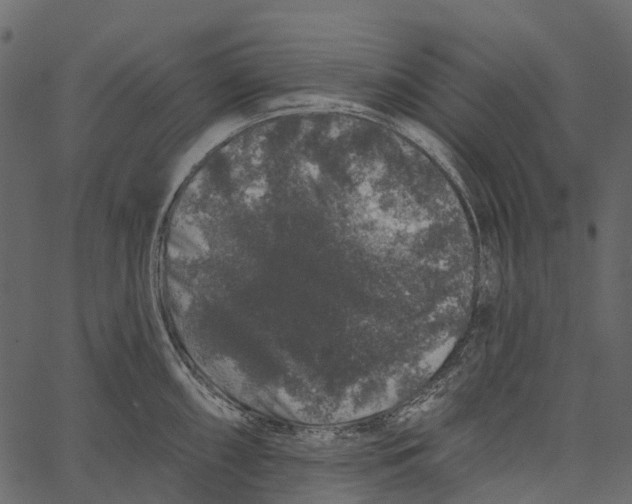 X0000062641098200601111119