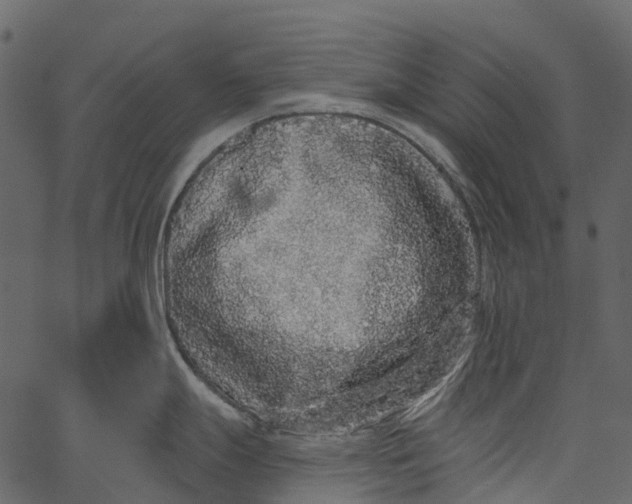 X0000062641247200601111117