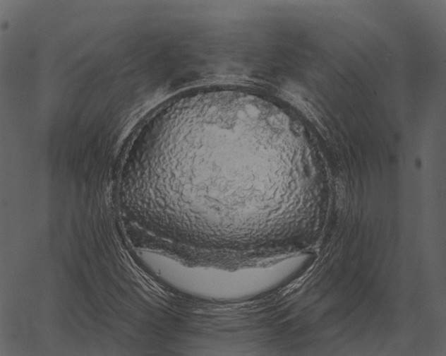 X0000062641260200601111117