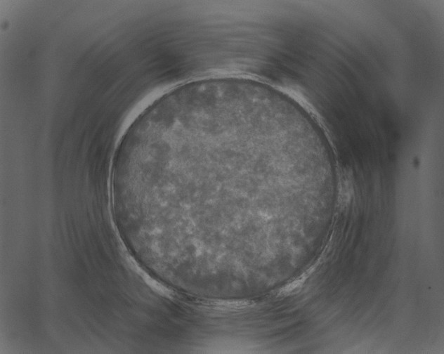 X0000062641294200601111116