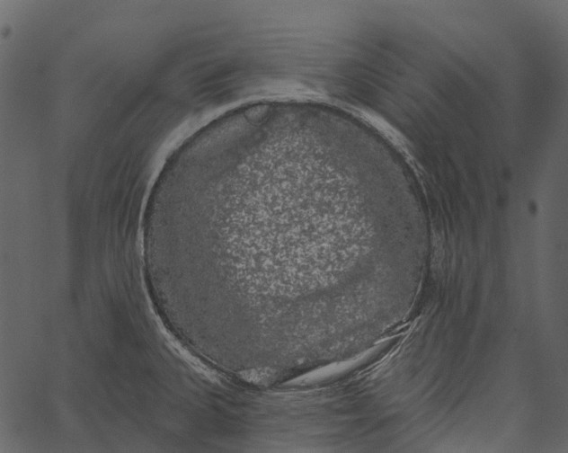 X0000062641335200601111116