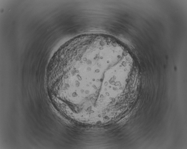 X0000062641374200601111115