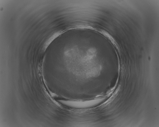 X0000062641385200601111114