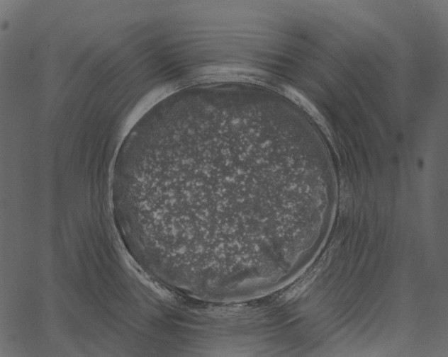 X0000062641386200601111114