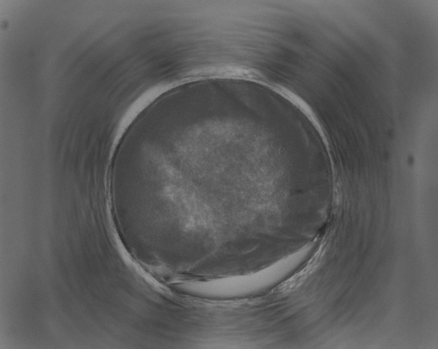 X0000062641389200601111114