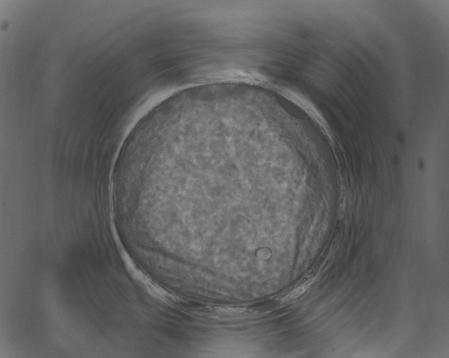 X0000062641439200601111114