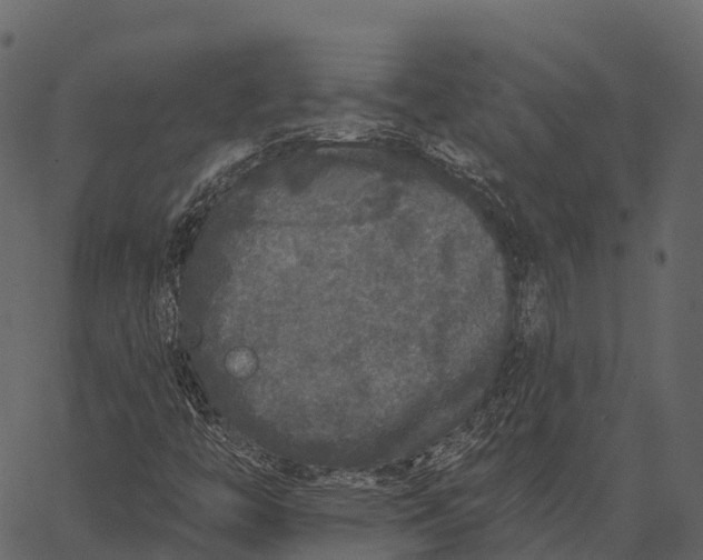 X0000062641446200601111113